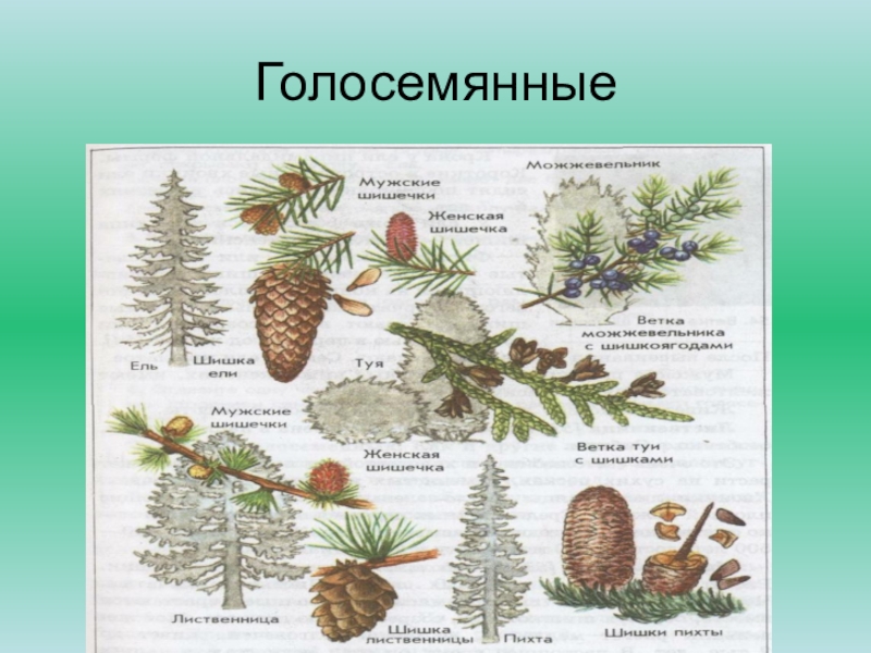 Голосемянные растения. Голосемянные разделяются на. Голосемянные отряды и классы. Голосемянные Брокгауз. Голосемянные по высоте.