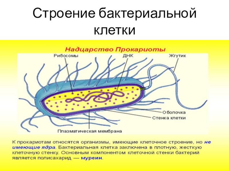 Пару бактерий. Строение бактериальной клетки рисунок. Рис. 2.2. Строение бактериальной клетки. Схема строения бактериальной клетки. Названия структур бактериальной клетки.
