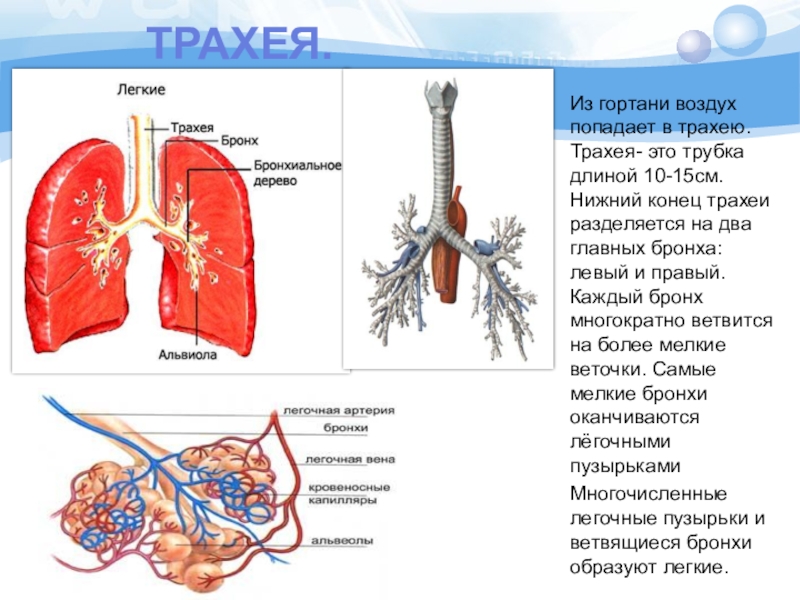 Бронхи и трахеи на картинке