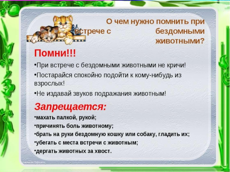 При встрече или при встречи. Правила поведения при встрече с бездомными животными. Памятка о правилах обращения с животными. Памятки о правилах обращения с бездомными животными. Правила безопасности при встрече с бездомными животными (собаками).