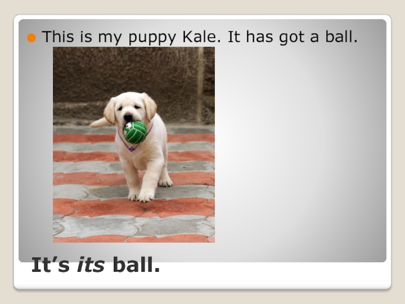 My Puppy has got. He's got a Dog it's my Ball.