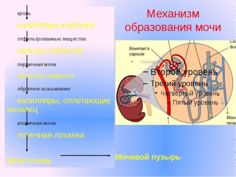 Схема образования мочи 8 класс