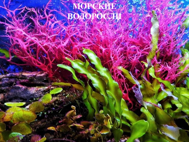 Вывод водорослей. Многоклеточные водоросли. Морские водоросли. Красивые водоросли. Водоросли это растения.