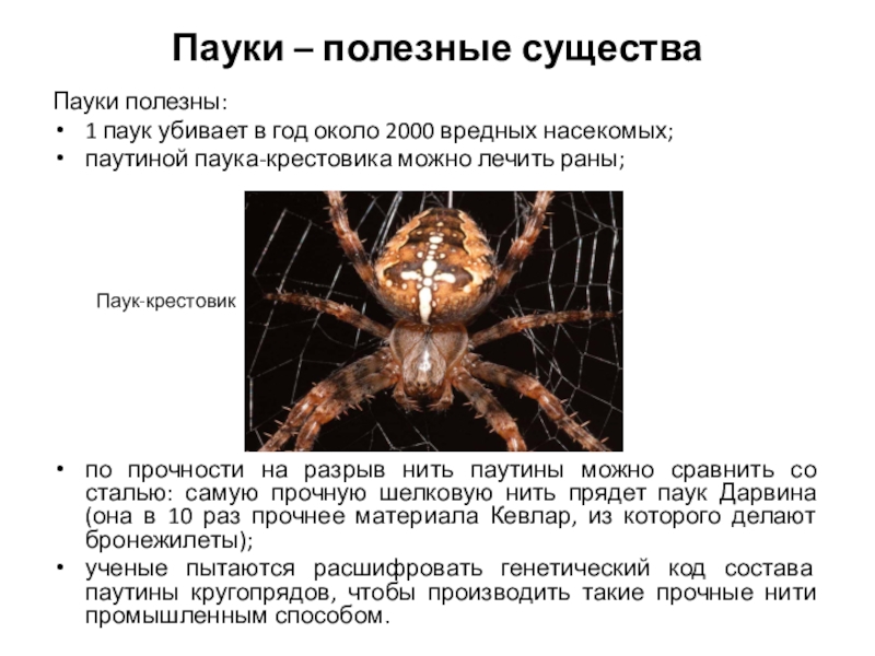 Определить вид паука. Паукообразное существо. Доклад на тему пауки. Паук крестовик описание. Систематика паука крестовика.