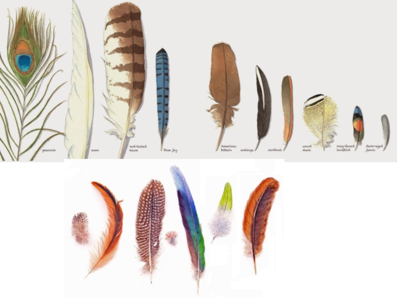Роговые перья птиц. Перья птиц. Виды перьев. Разнообразие перьев птиц. Различные типы перьев птиц.