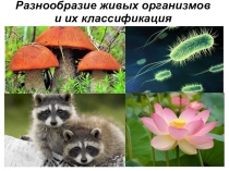 Презентация по естествознанию на тему Разнообразие жизни