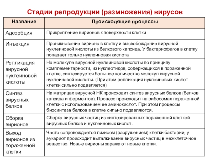 Этапы репродукции. Этапы репродукции человека.