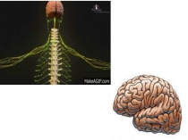 Презентация по биологии на тему Строение головного мозга (7 класс)