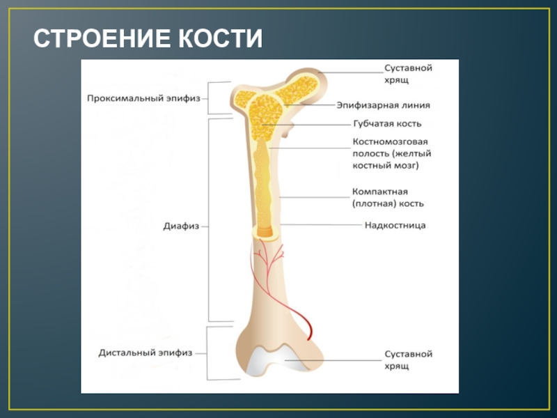 Какие структуры кости взрослого человека обозначены на рисунке