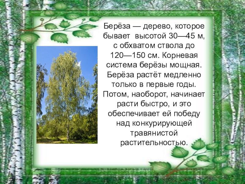 Символ России дерево береза. Описание березы. Лес где растет береза