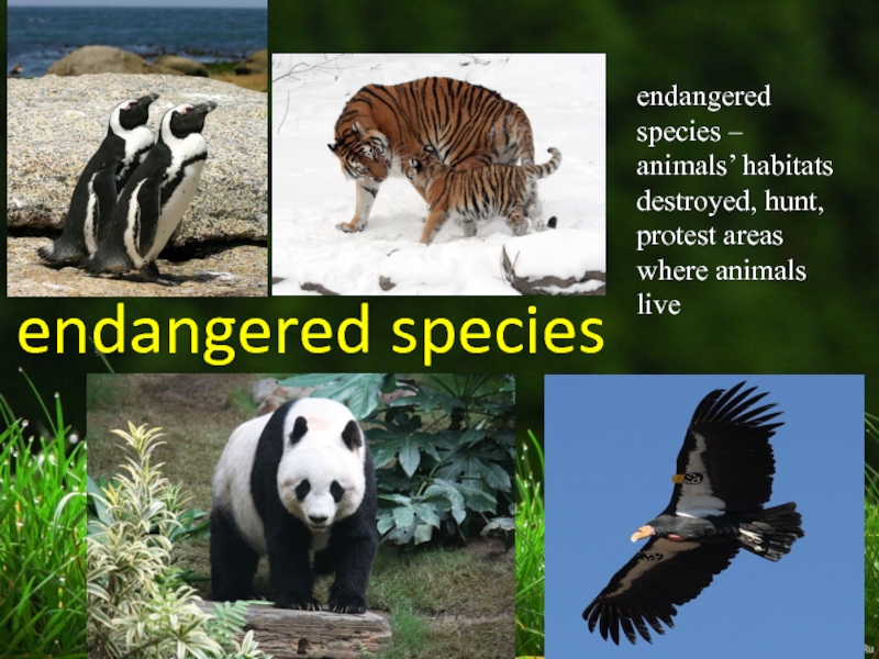 We should animals habitats