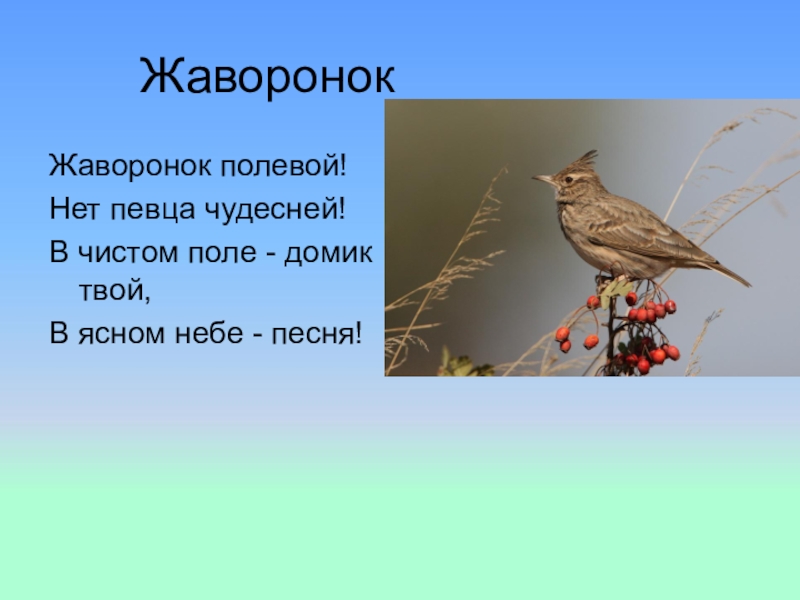 Жуковский жаворонок. Полевой Жаворонок Перелетная. Загадка про жаворонка. Жаворонок Перелетная птица. Стих про жаворонка для детей.