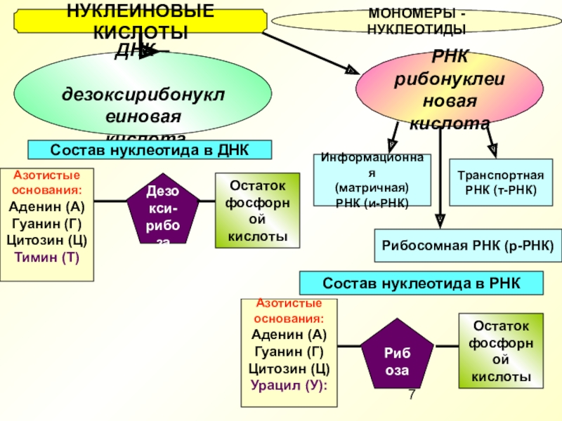 Нуклеиновые кислоты презентация 10 класс биология