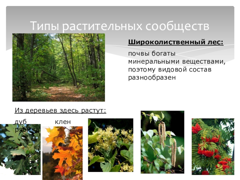 Растительные сообщества 7 класс учебник. Растительные сообщества. Растительные сообщества леса. Типы растительных сообществ. Проект растительные сообщества.