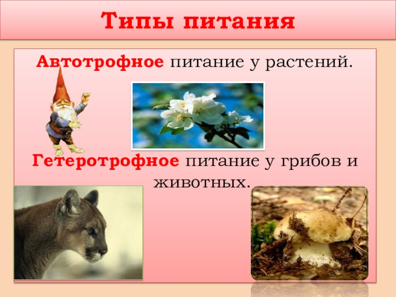 Гетеротрофное питание животных. Автотрофное питание у грибов. Гетеротрофное питание грибов. Гетеротрофный Тип питания.