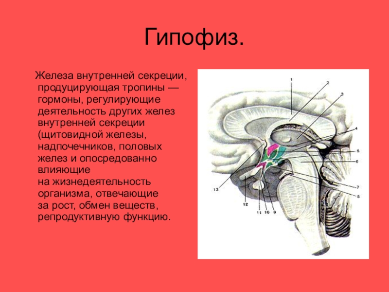 И других желез. Гипофиз железа внутренней секреции. Гипофиз Центральная железа внутренней секреции. Функции желез внутренней секреции гипофиз. Железы внутренней секреции аденогипофиз животных.