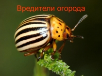 Презентация к уроку Вредители огорода 7 класс