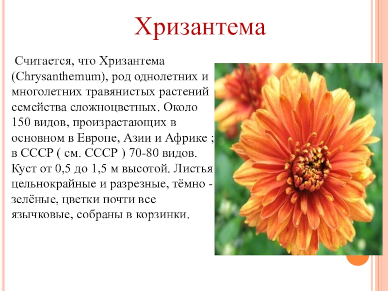 Хризантема москвичка фото и описание
