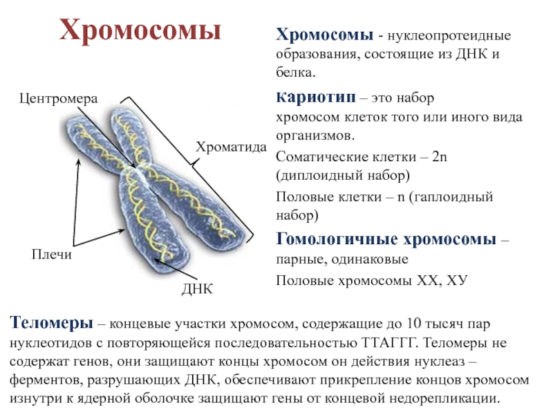 Презентация на тему хромосомы