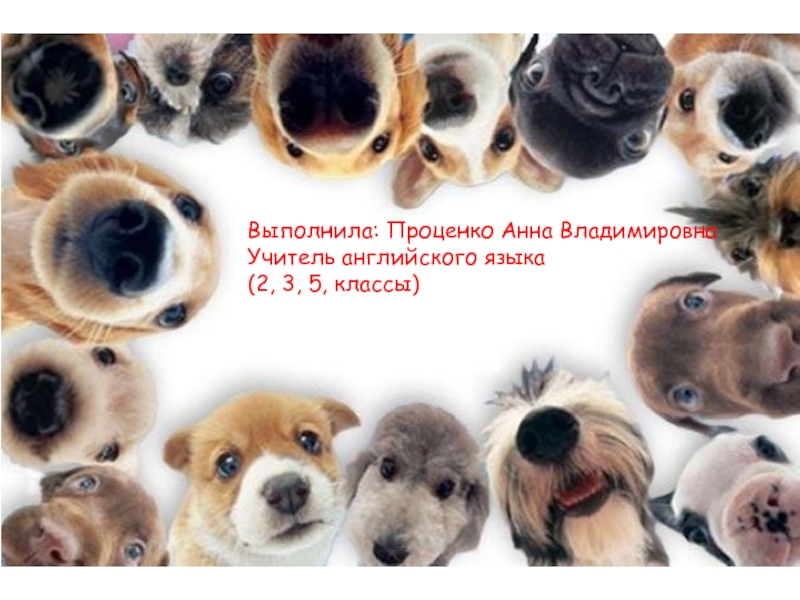Презентация Презентация к уроку по английскому языку на тему :Животные (2 класс)
