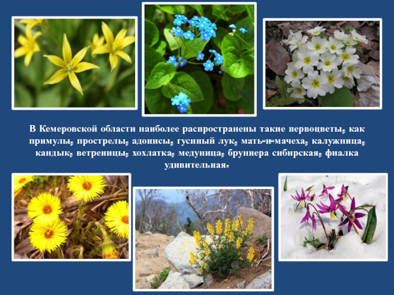 В Кемеровской области наиболее распространены такие первоцветы, как примулы, прострелы, адонисы, гусиный лук, мать-и-мачеха, калужница, кандык, ветреницы,