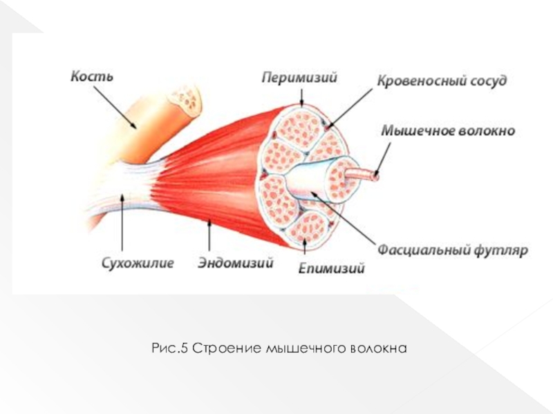 Строение мышц 8 класс. Строение мышечного волокн. Строение мышечного волокна 8 класс. Мышечное волокно в разрезе. Электронно-микроскопическое строение мышцы.