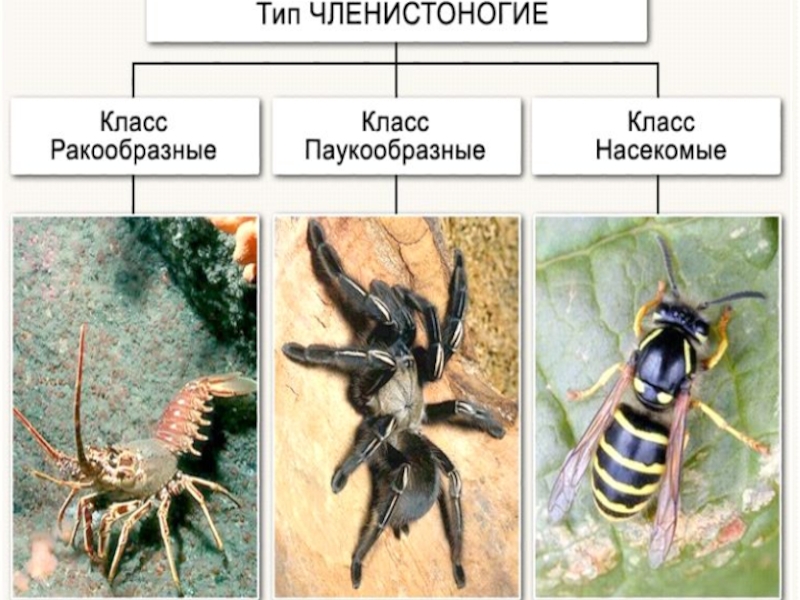 К какому классу членистоногих относится представленное на фотографии животное