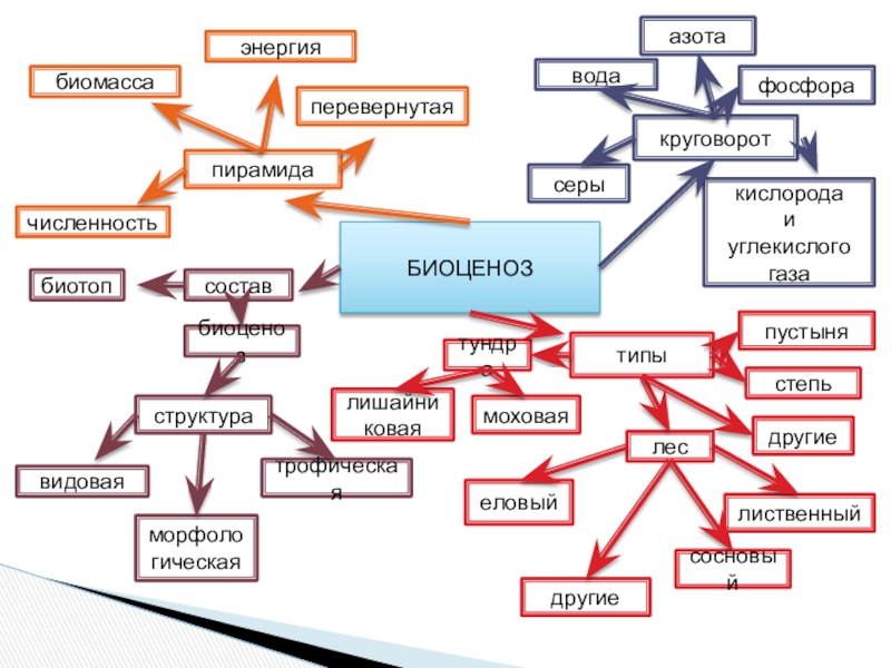 БИОЦЕНОЗсоставбиоценозбиотопструктуравидоваяморфологическаятрофическаяпирамидачисленностьбиомассаэнергияперевернутаякруговоротводаазотафосфоракислорода и углекислого газасерытипыпустынястепьдругиелиственныйлестундралишайниковаямоховаяеловыйдругиесосновый