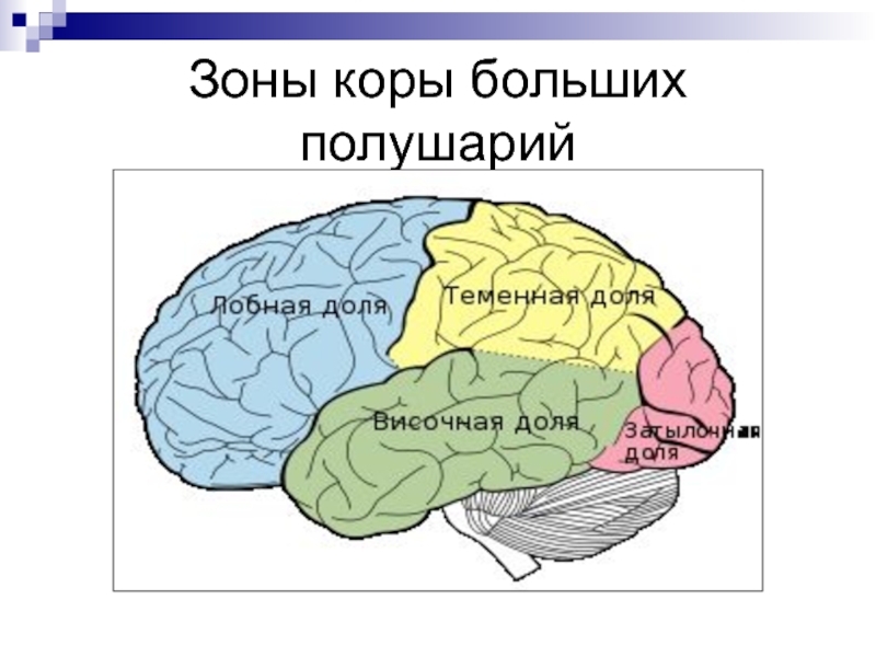 Полушария мозга зоны. Функциональные зоны коры больших полушарий головного мозга. Основные функциональные зоны коры полушарий большого мозга. Щрителтная зоны коры больших полкшарий. Схема расположения долей коры больших полушарий.