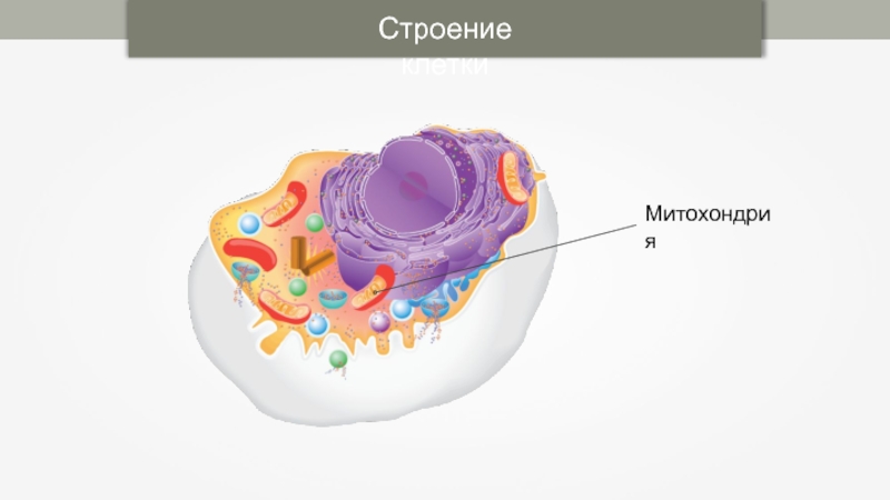 Ядерная оболочка клетки. Строение клетки: плазматическая мембрана, цитоплазма.. Клетка ядро цитоплазма мембрана. Строение клетки плазматическая мембрана цитоплазма ядро. Клетка ядро цитоплазма мембрана схема.