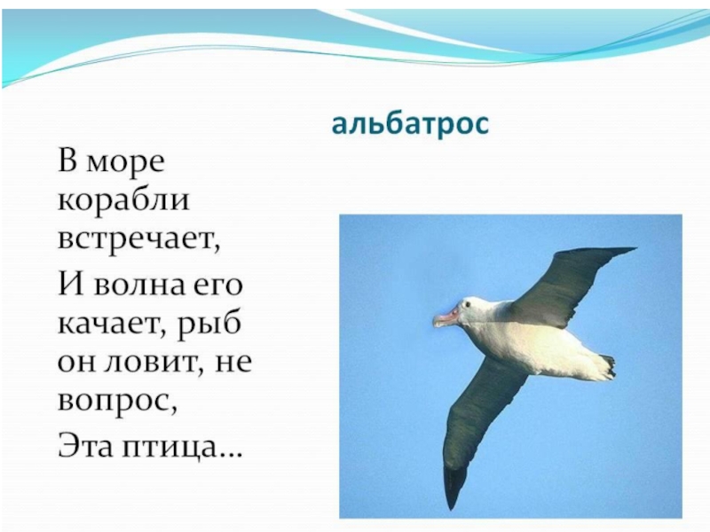 Как пишется альбатрос. Альбатрос. Альбатрос птица описание. Загадка про Альбатроса для детей. Альбатрос краткая информация.