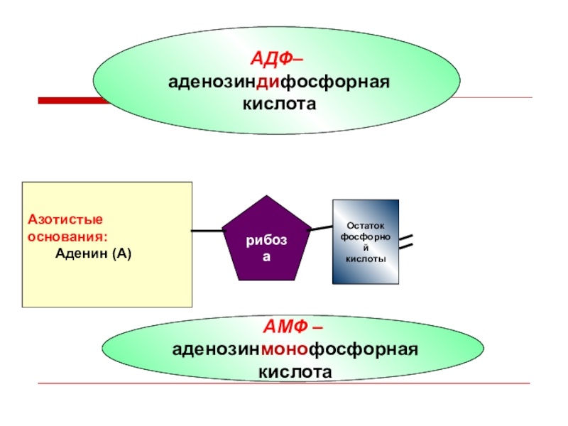 Атф и адф