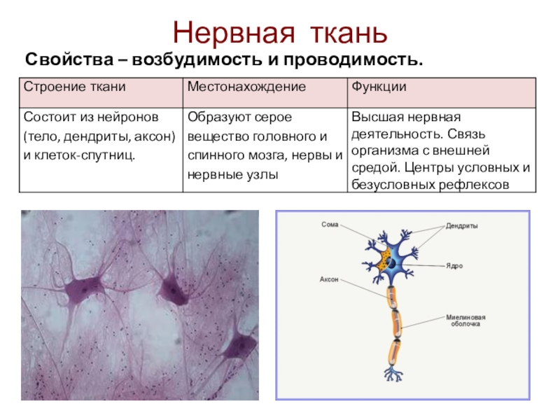 Нервная тканьСвойства – возбудимость и проводимость.