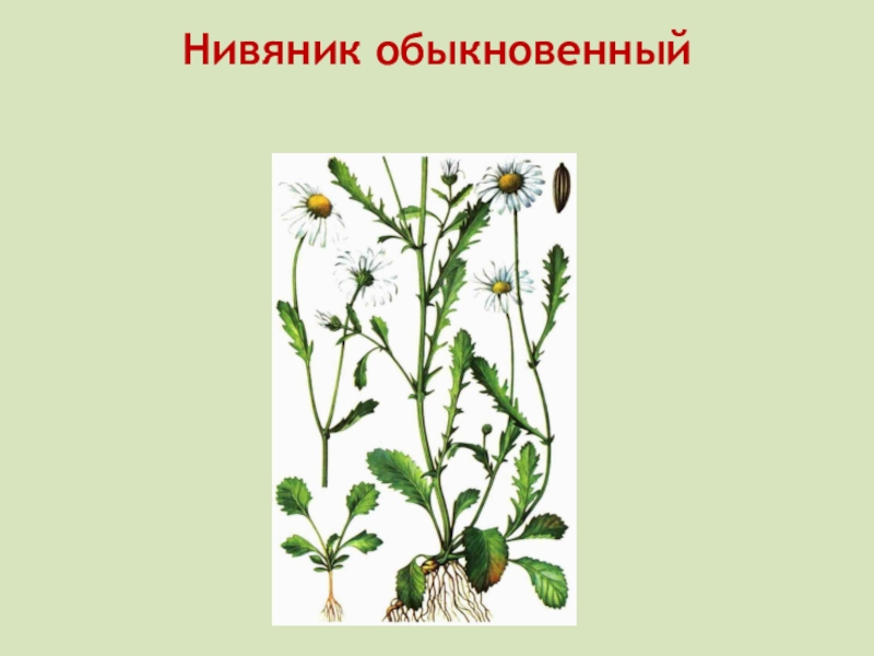 Жизнь луга 4 класс окружающий мир. Нивяник обыкновенный формула цветка. Нивяник (поповник) обыкновенный гербарий. Нивяник обыкновенный жилкование листьев. Жизнь Луга гербарий.