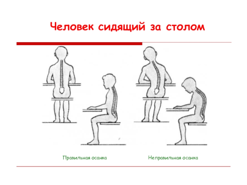 Презентация по теме осанка