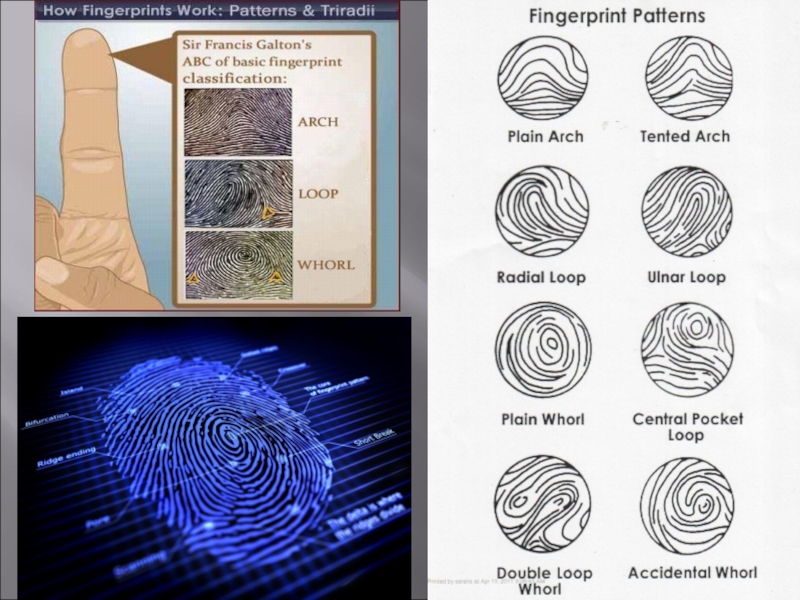 Где дактилоскопия для охранников где. Дактилоскопия презентация. Дактилоскопия криминалистика презентация. Дактилоскопия картинки для презентации. Дактилоскопия кратко.