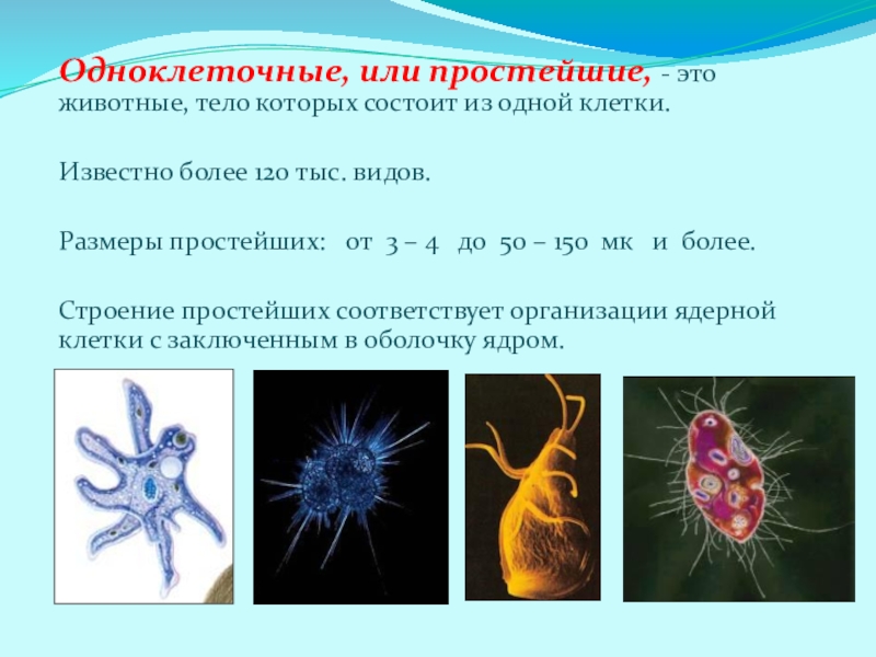 Презентация на тему простейшие по биологии 7 класс