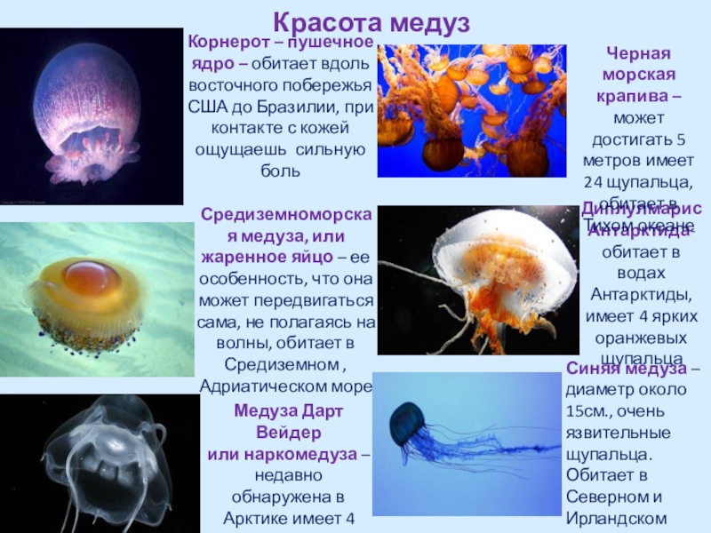 Проект про медузу