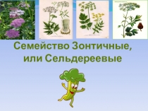 Презентация по биологии на тему Семейство Зонтичные, или Сельдереевые (6 класс)