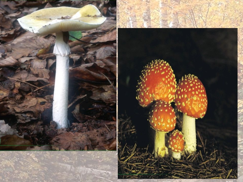 Урок биологии грибы. Грибы разнообразие гифки прикольные. Сообщение о многообразии грибов те факты которые не проходили 5 класс.