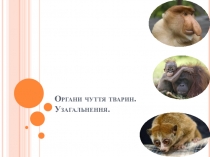 Презентація з біології Органи чуття