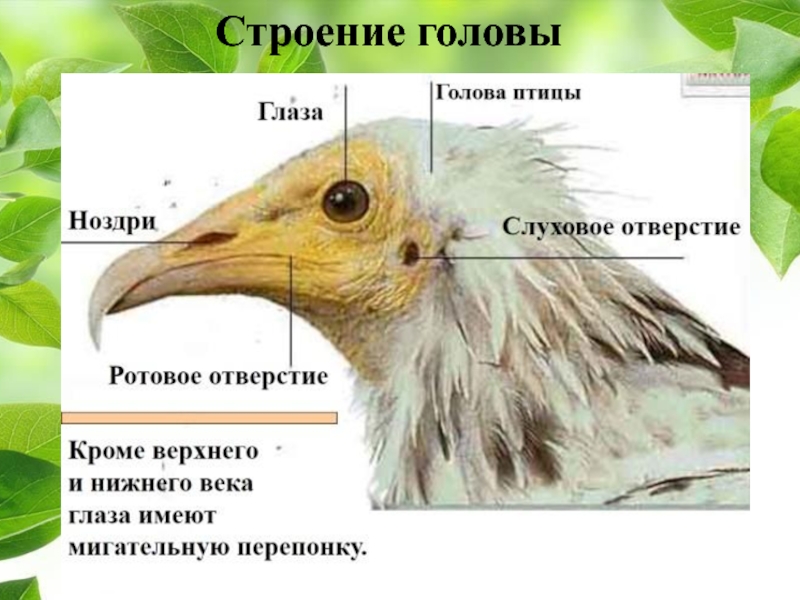 Форма и размеры головы птицы. Строение уха птиц. Строение головы птицы. Слух у птиц. Внешнее строение головы птицы.