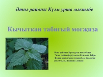 Свойства и применение крапивы