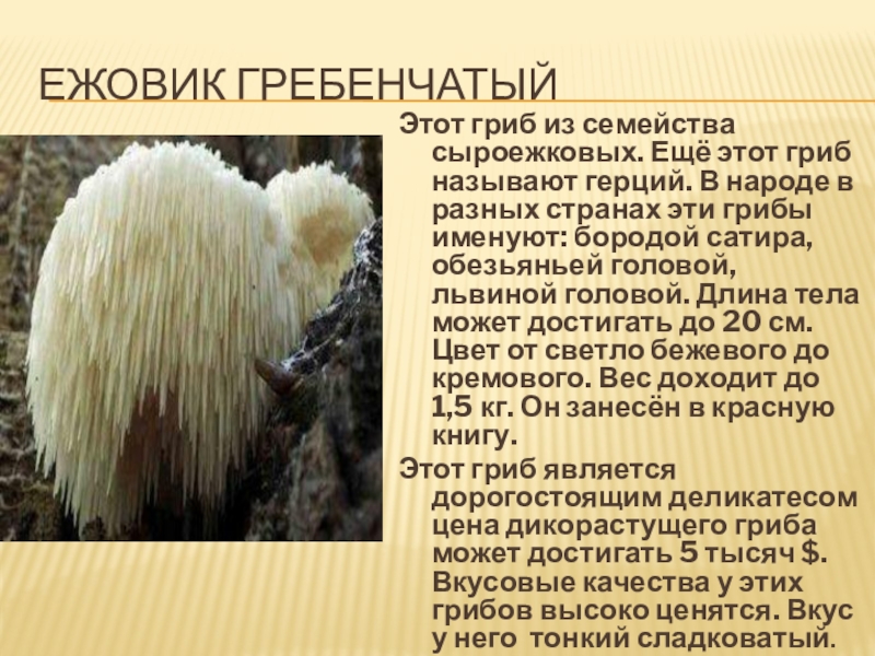 Какой тип питания характерен для гребенчатого. Гериций гребенчатый гриб ежевик. Ежовик ежевик гребенчатый мицелий. Герициум – ежевик гребенчатый. Ежовик гребенчатый (Hericium Erinaceus).