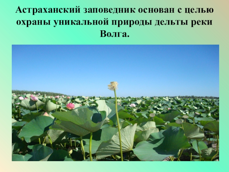 Астраханский заповедник особенности. Проект астраханские заповедники. Астраханский заповедник презентация. Слайд Астраханский заповедник. Эндемики Астраханского заповедника.