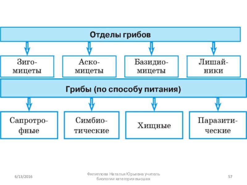 Презентация бактерии грибы лишайники