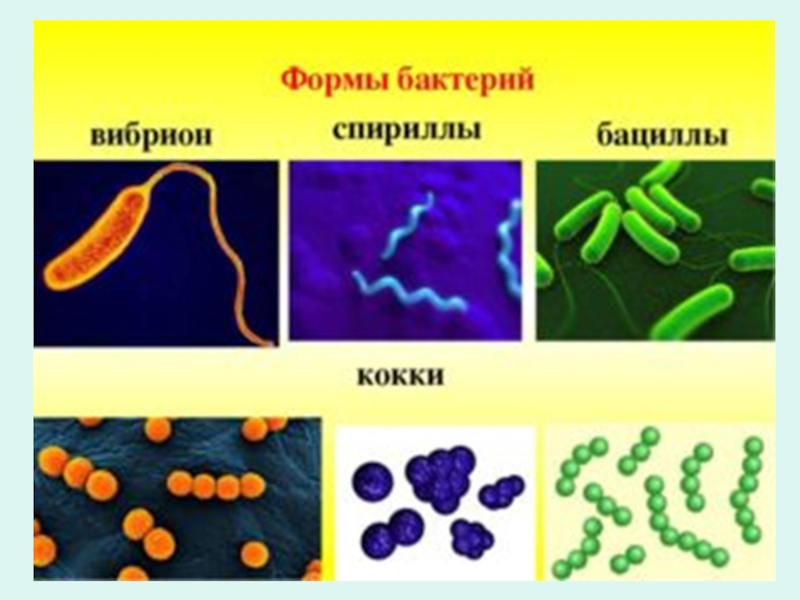Бактерии изогнутой формы носят название. Кокки бациллы вибрионы спириллы. Формы бактерий кокки бациллы спириллы вибрионы. Палочковидные бактерии вибрионы. Бактерии кокки бациллы спириллы.