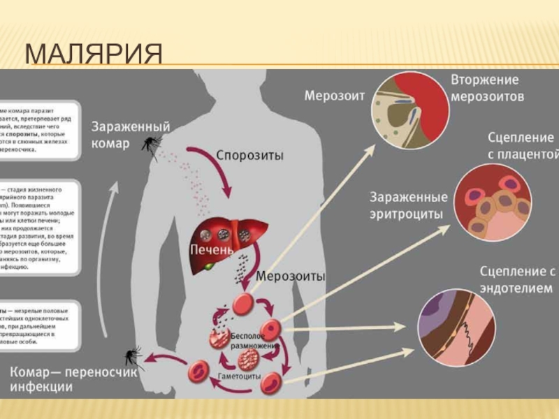 Малярия презентация инфекционные болезни