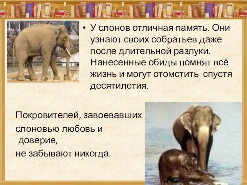 У слонов отличная память. Они узнают своих собратьев даже после длительной разлуки. Нанесенные обиды помнят всё жизнь