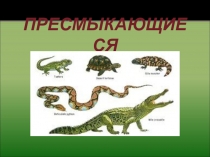 Презентация по окружающему миру Пресмыкающие